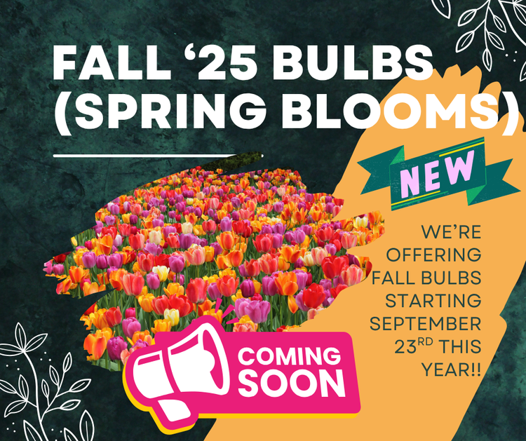 Fall Bulbs (Spring blooms)