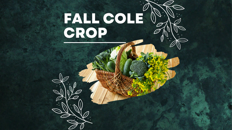Fall '26 Cole Crop