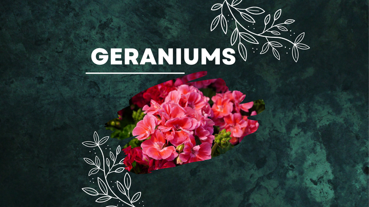 Geraniums