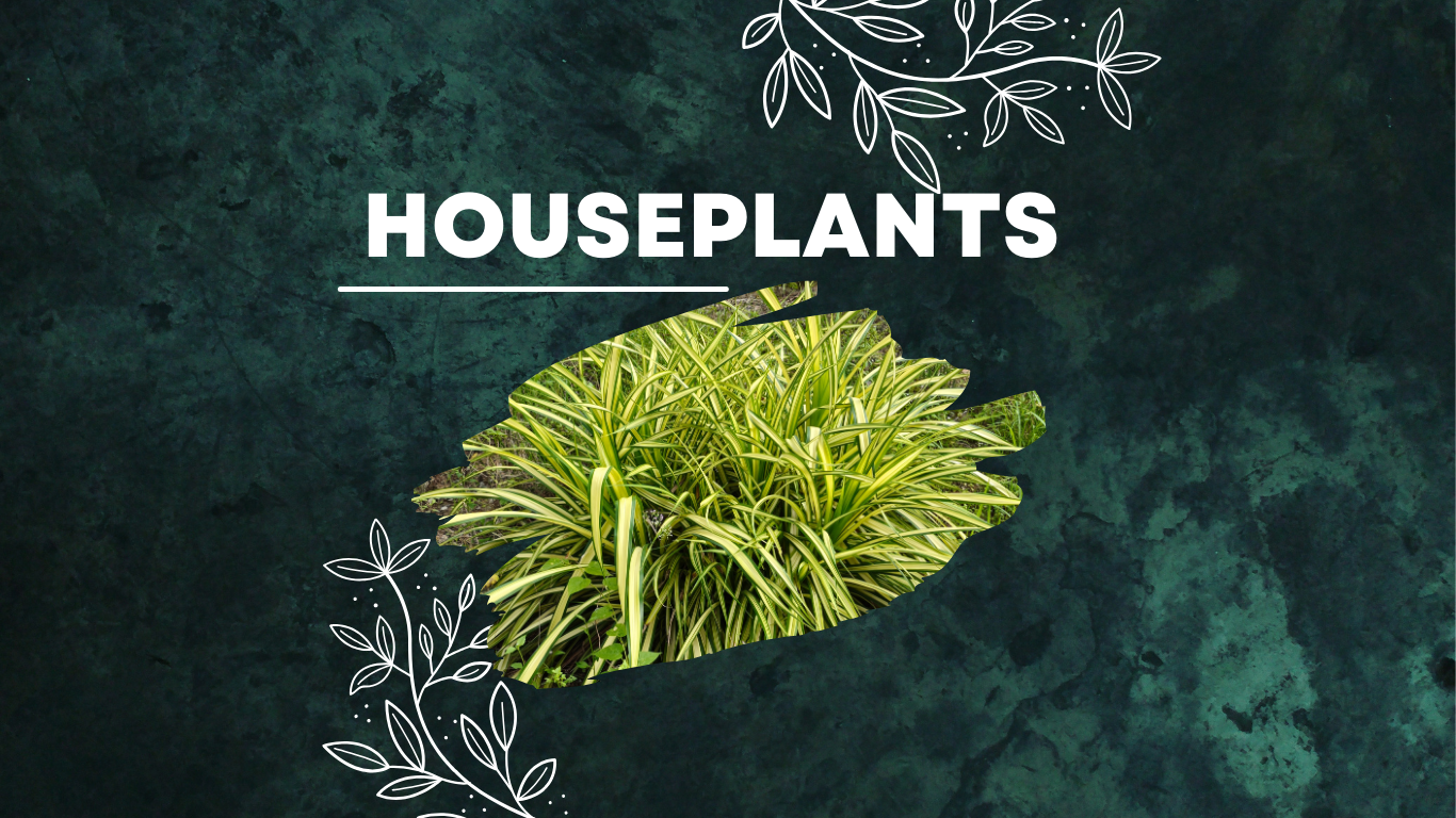 Houseplants