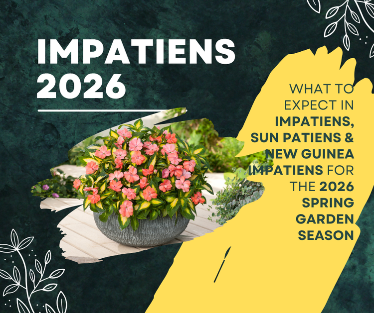 Impatiens > Sun * New Guinea * Double