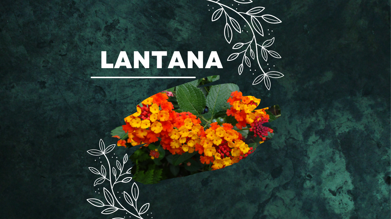 Lantana