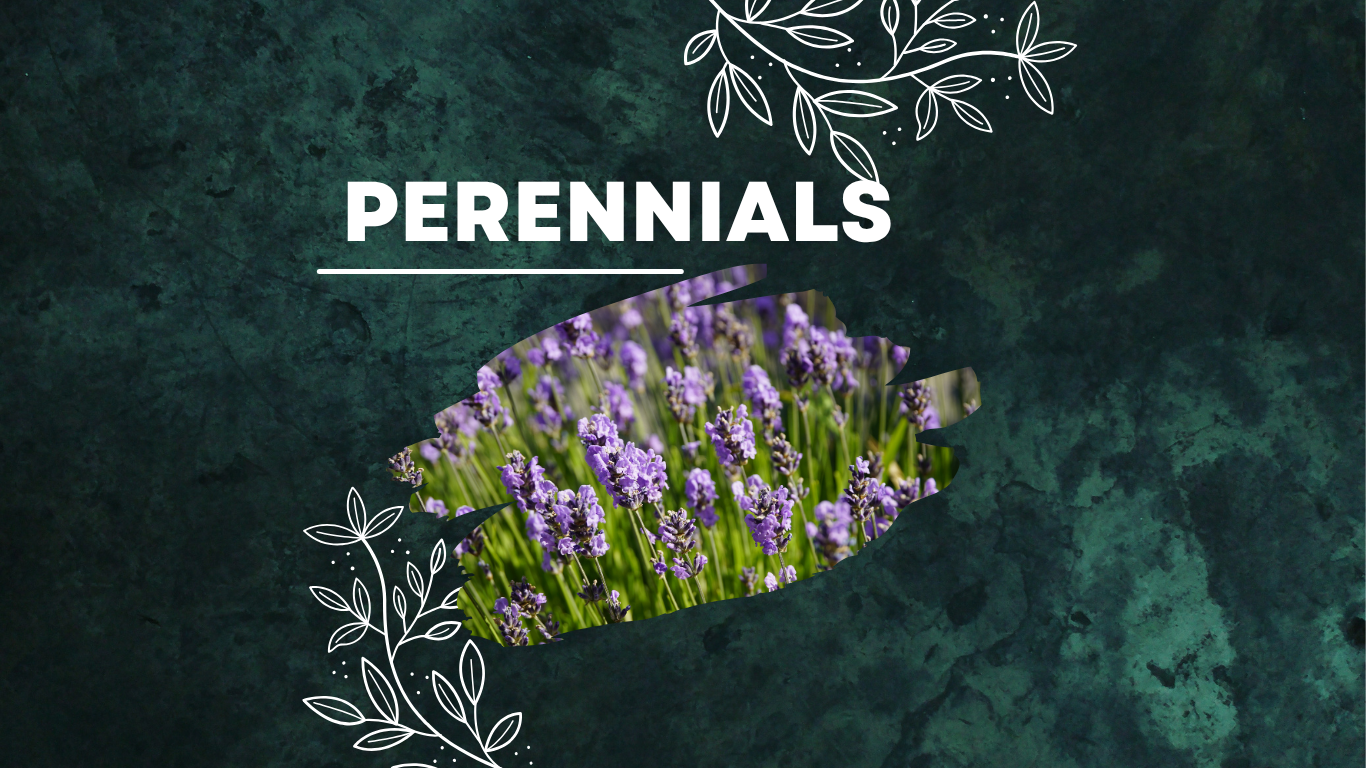 Fall '26 Perennials