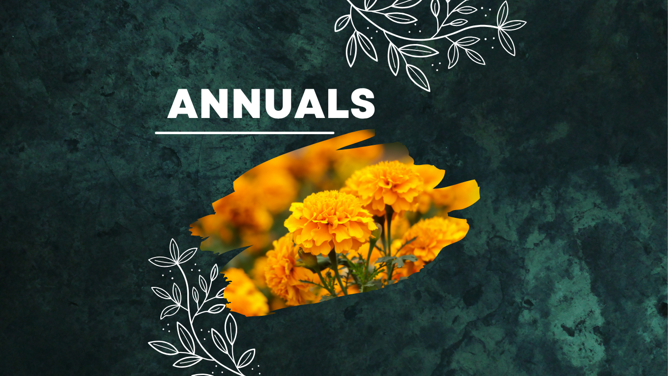 Fall '26 Annuals