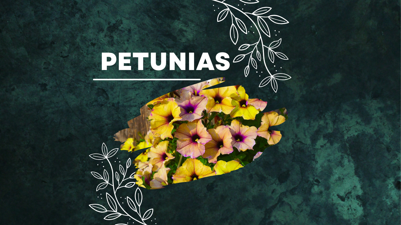Petunias