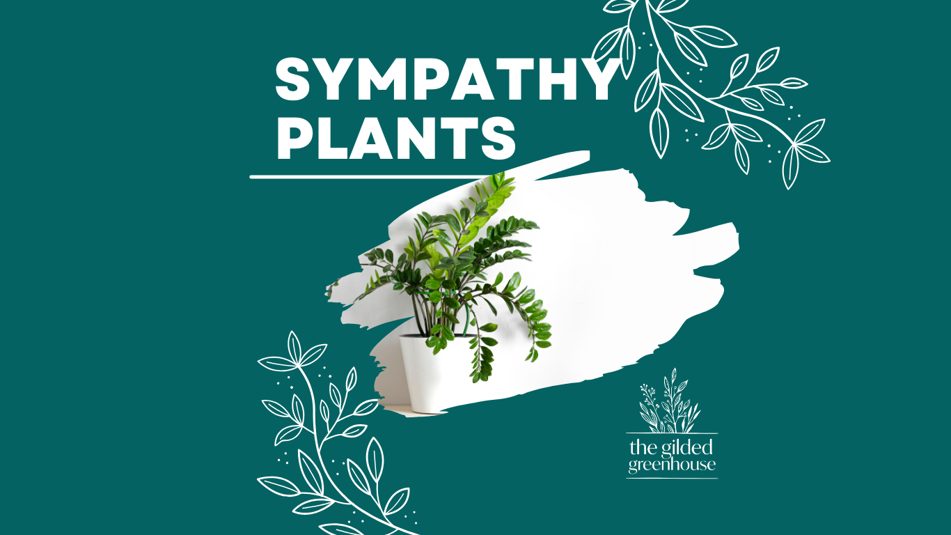 Sympathy Plants