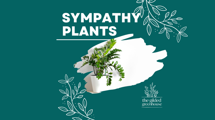 Sympathy Plants