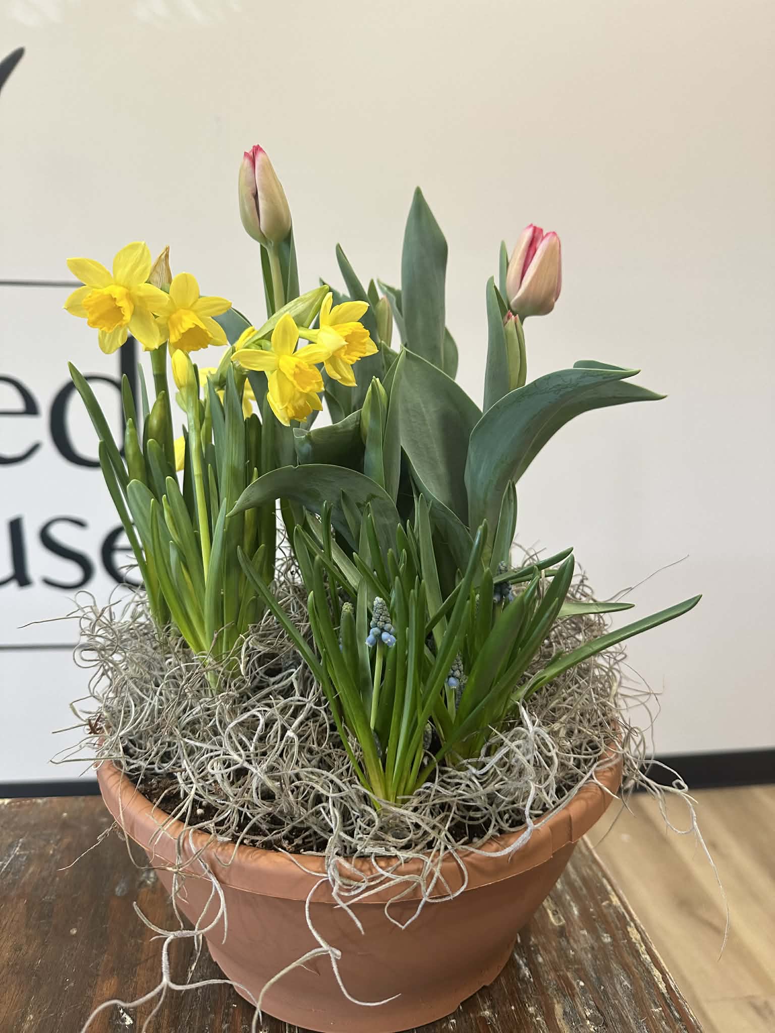 Spring Bulb Garden – The Gilded Greenhouse