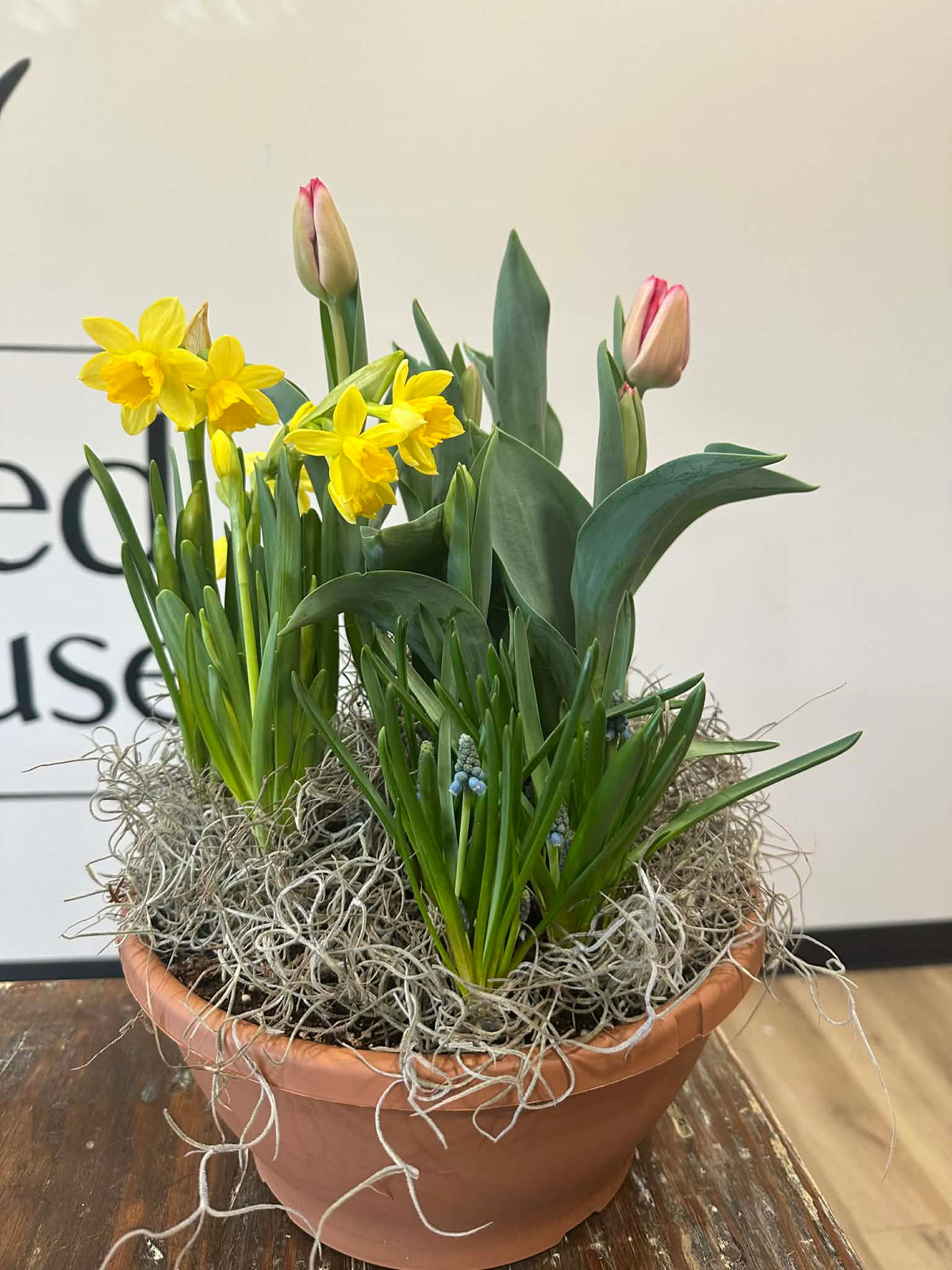 Bulb Spring Ezone Spring Bulb Garden – The Gilded Greenhouse