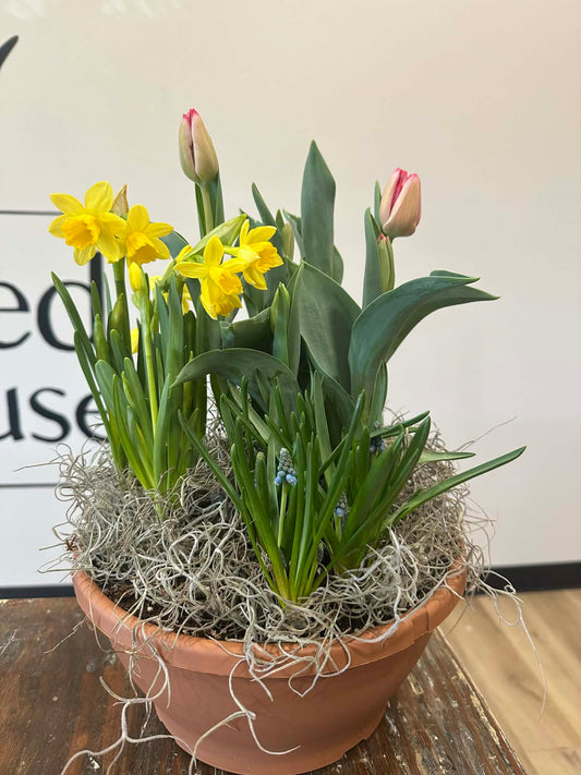 Spring Bulb Garden