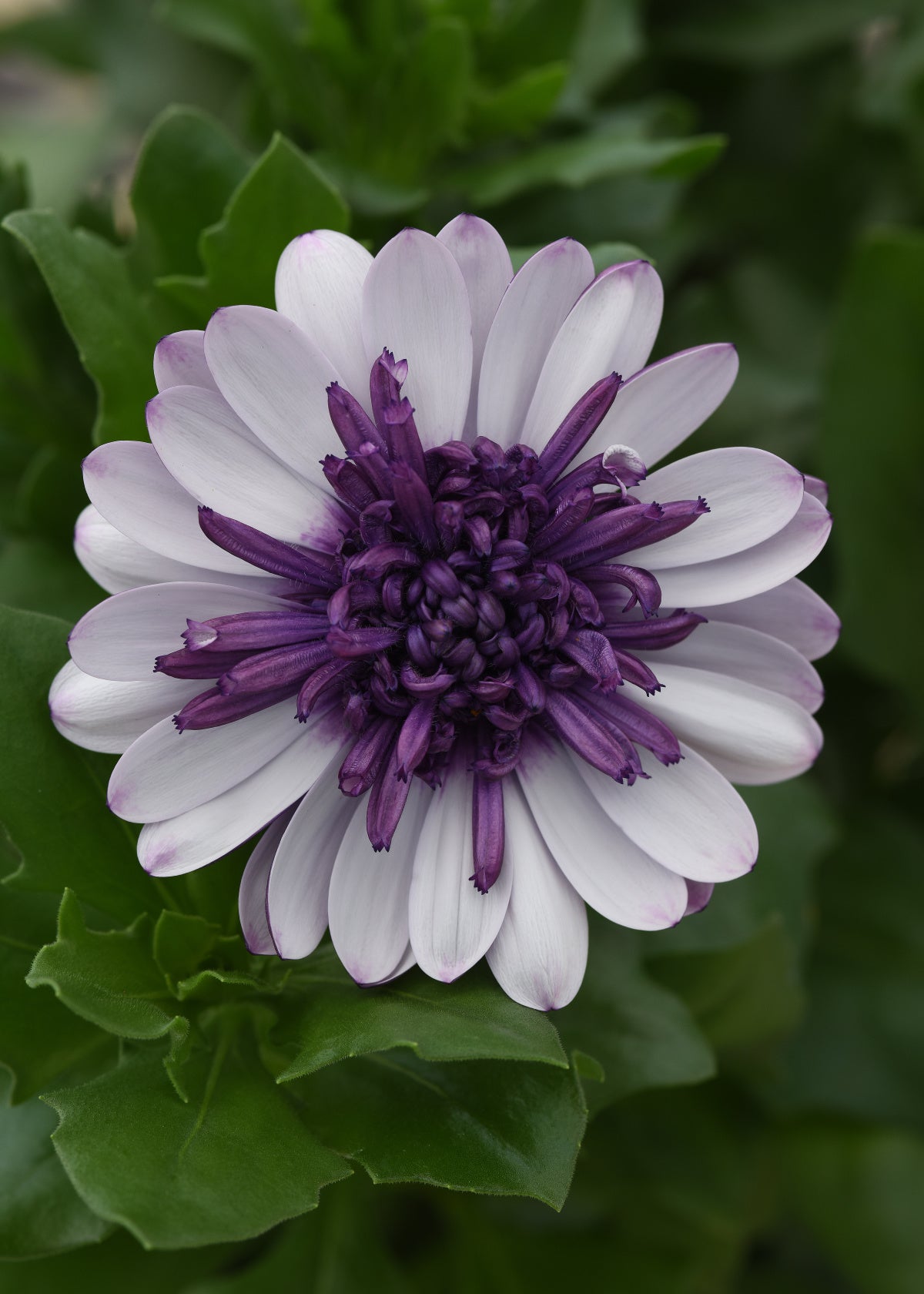 Osteospermum Violet Ice (5" pot)