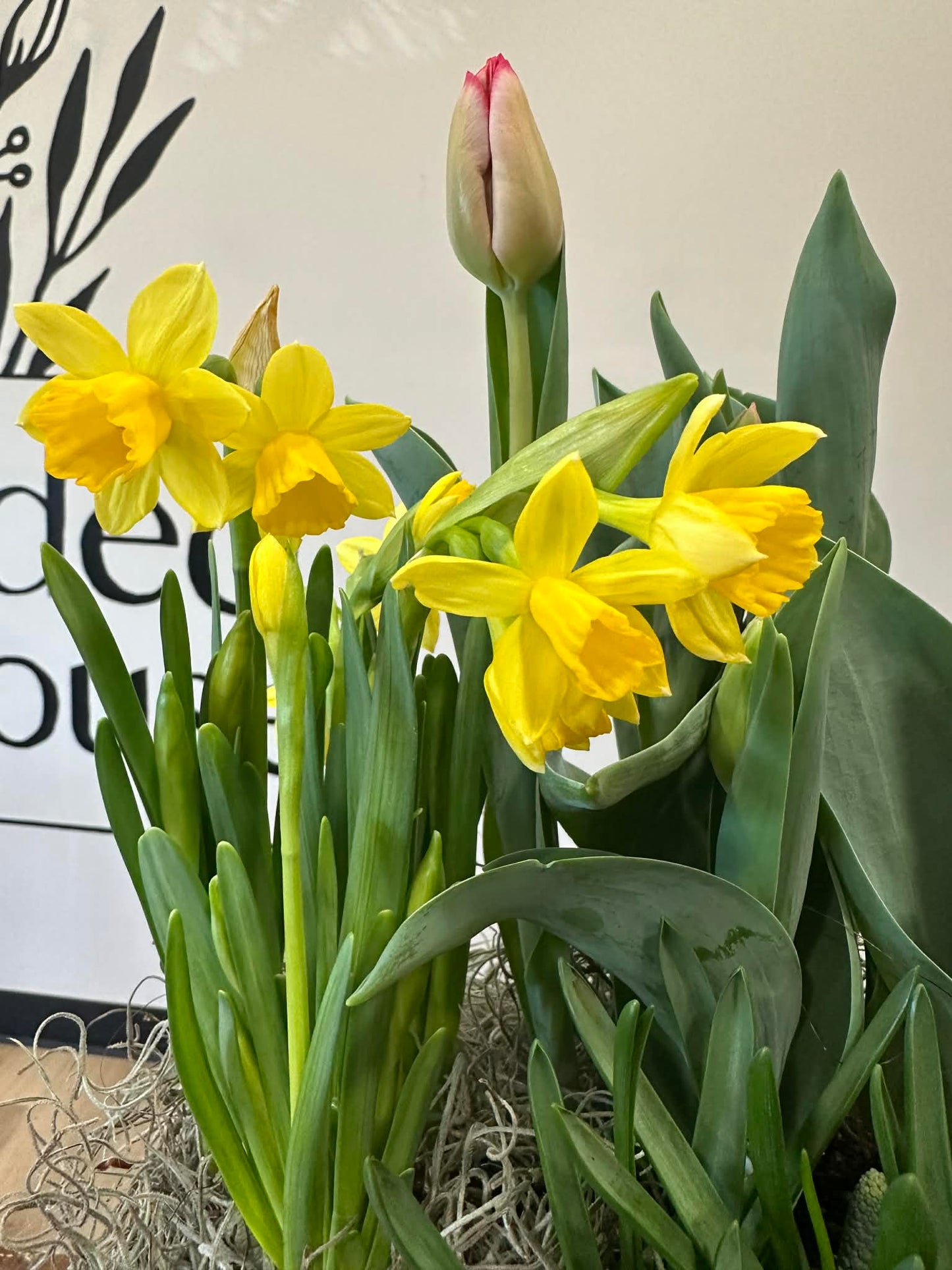 Spring Bulb Garden