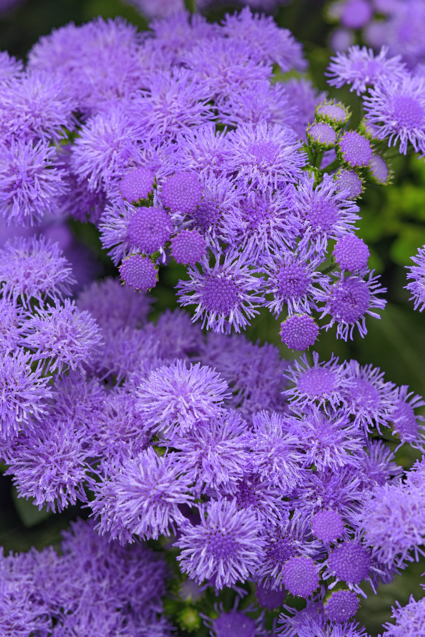 Ageratum Monarch Magic (5" orange pot)