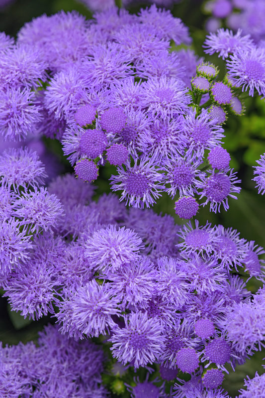Ageratum Monarch Magic (5" orange pot)