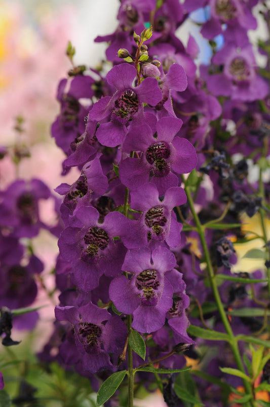 Angelonia Archangel™ Dark Purple (5" pot)