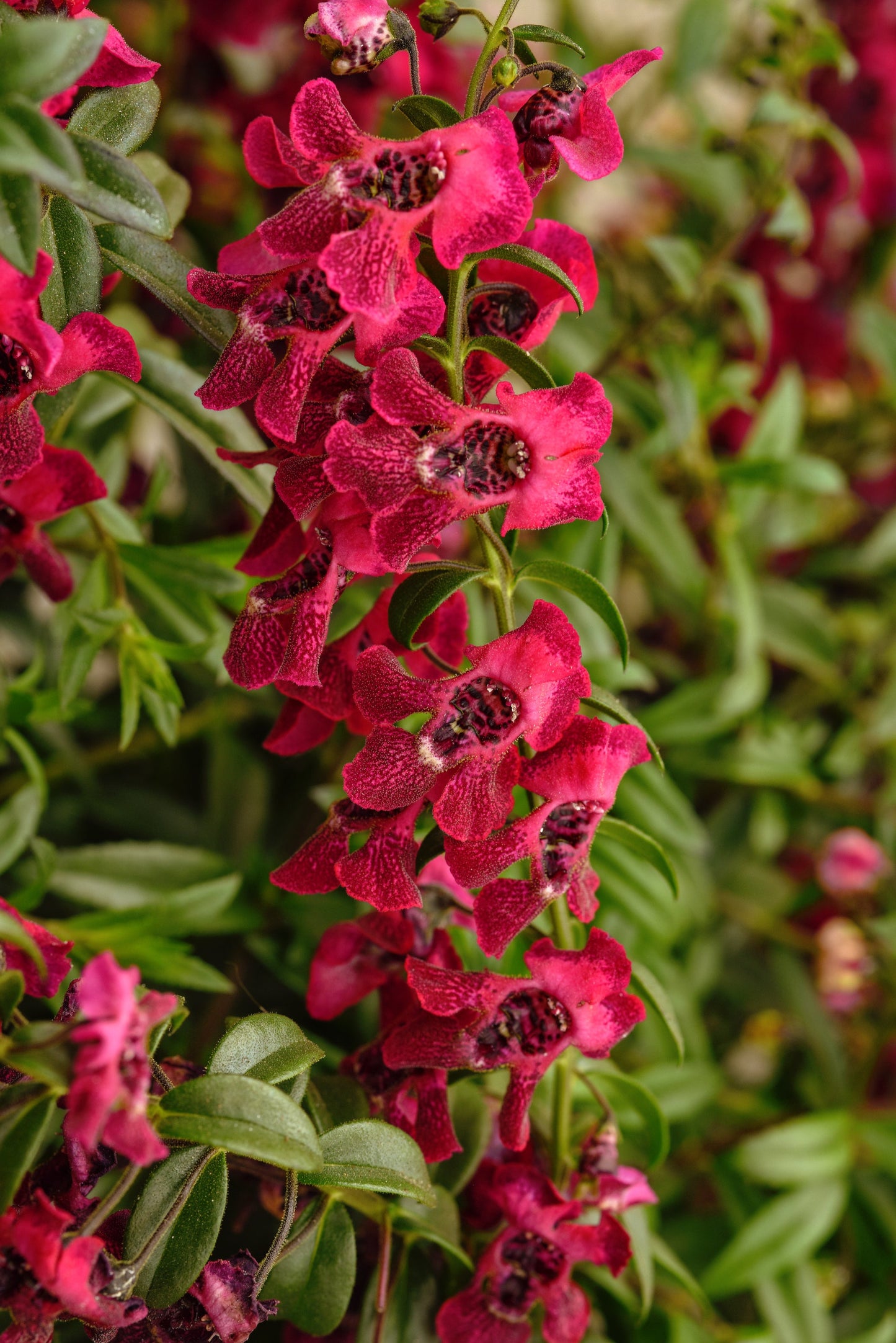 Angelonia Angel Flare Cranberry (5" orange pot)