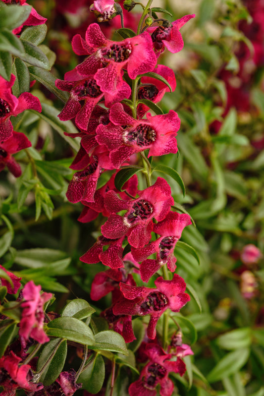 Angelonia Angel Flare Cranberry (5" orange pot)