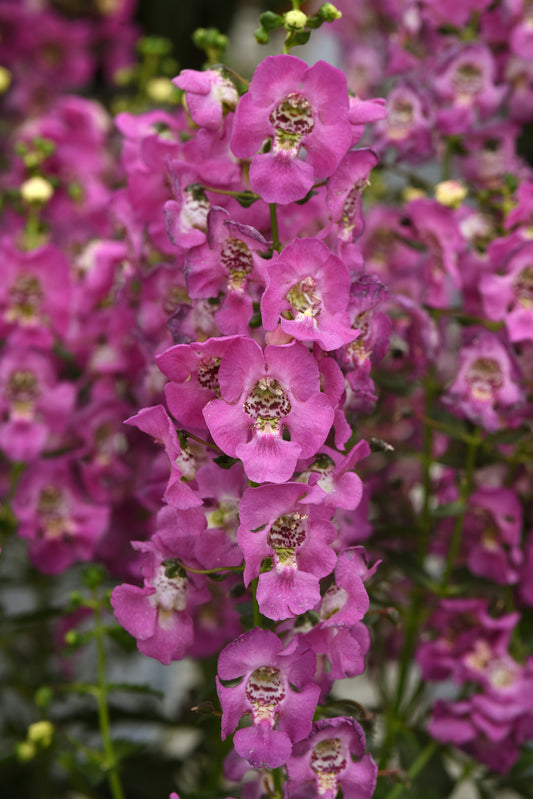 Angelonia Archangel™ Pink Improved (5" pot)