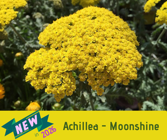 Achillea - Moonshine (3.5"pot)