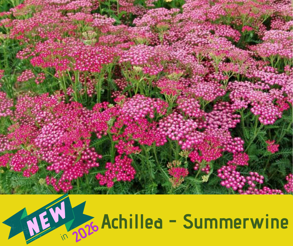 Achillea - Summerwine (3.5" pot)