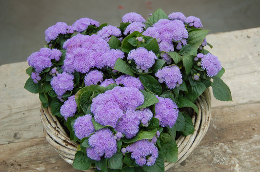 Ageratum Blue (3-pack)