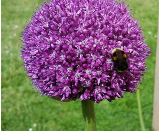 Allium Bulb - "Globemaster"