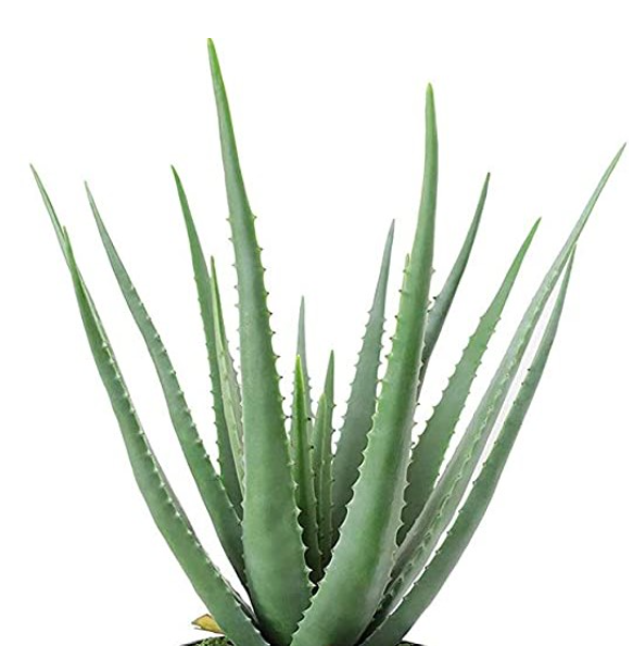 Aloe Vera (3.5" square pot)