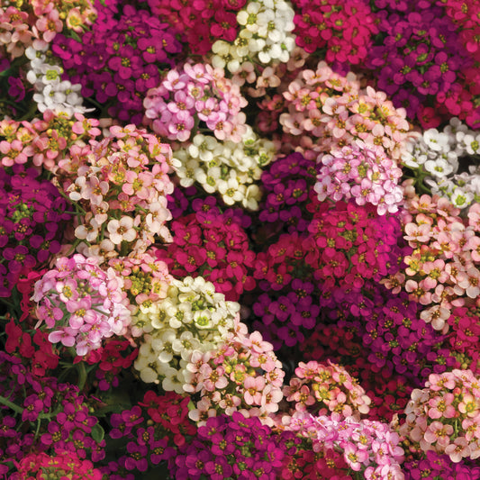 Alyssum Easter Bonnet Mix (3-pack)