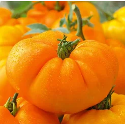 Heirloom Tomato Amana Orange (3.5" pot)