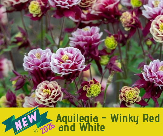 Aquilegia - Winky Red and White (3.5" pot)