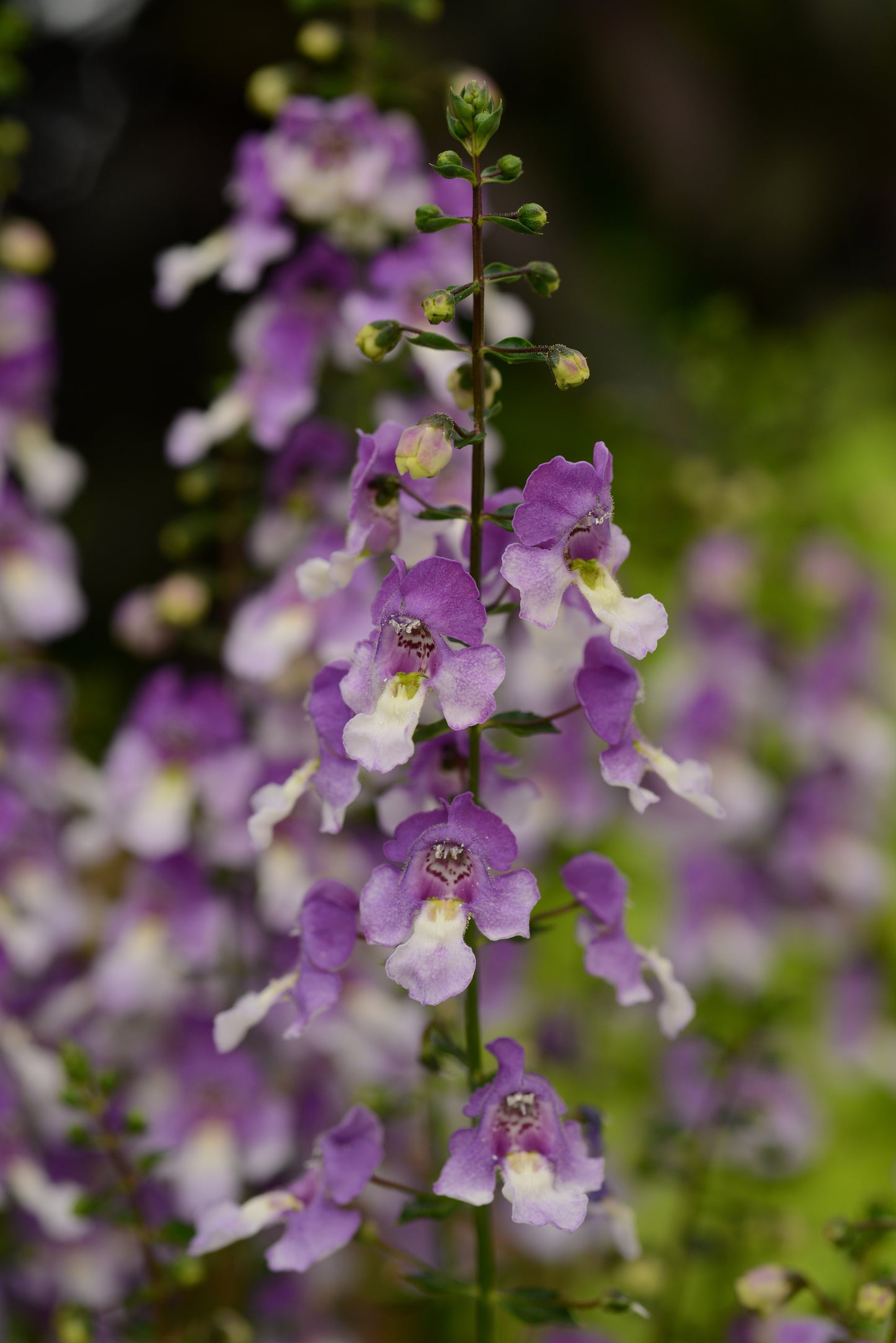 Angelonia Archangel™ Blue Bicolor (5" pot)