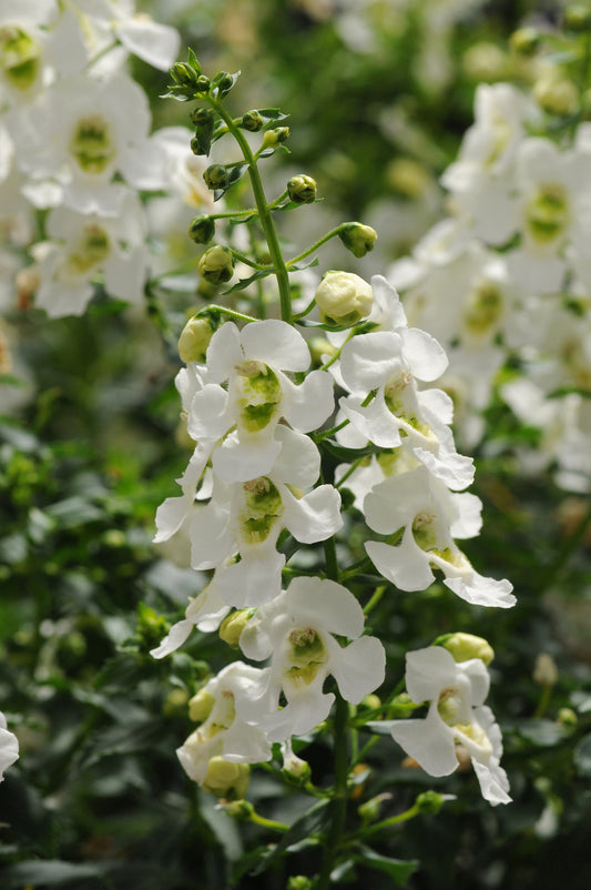 Angelonia Archangel™ White (5" pot)