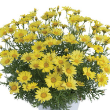 Argyranthemum Sunny Spring (5" pot)
