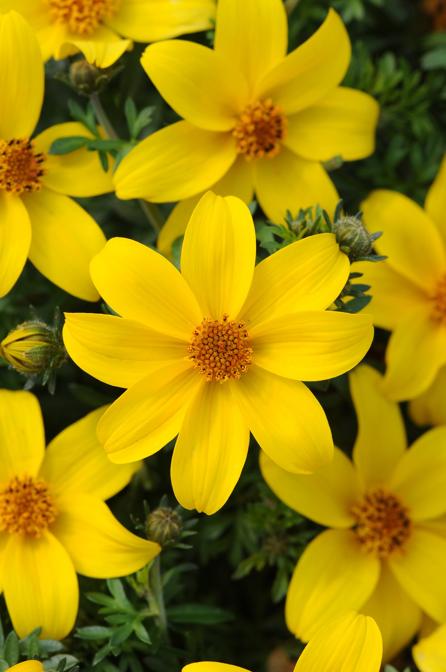 Bidens Sun Drop (5" pot)