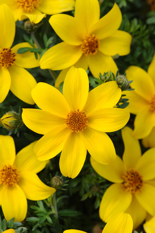 Bidens Sun Drop (5" pot)