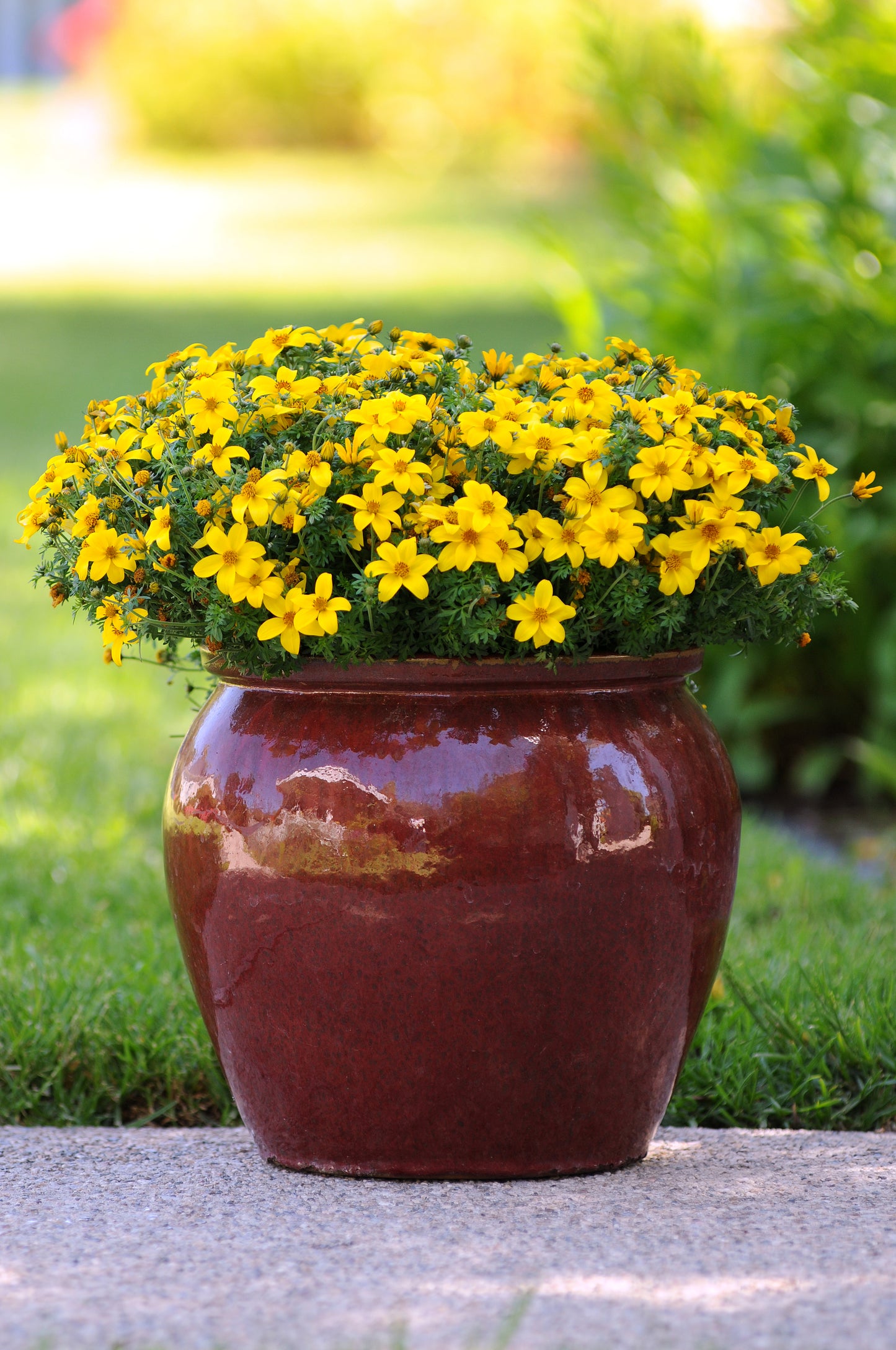 Bidens Sun Drop (5" pot)