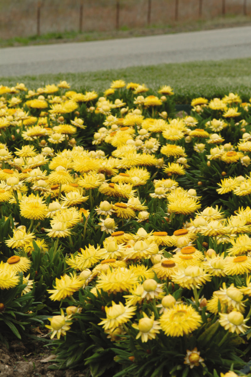 Bracteantha (aka Strawflower) Dreamtime Jumbo Yellow (5" pot)
