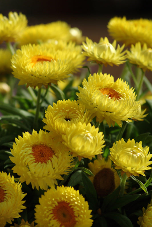 Bracteantha (aka Strawflower) Dreamtime Jumbo Yellow (5" pot)