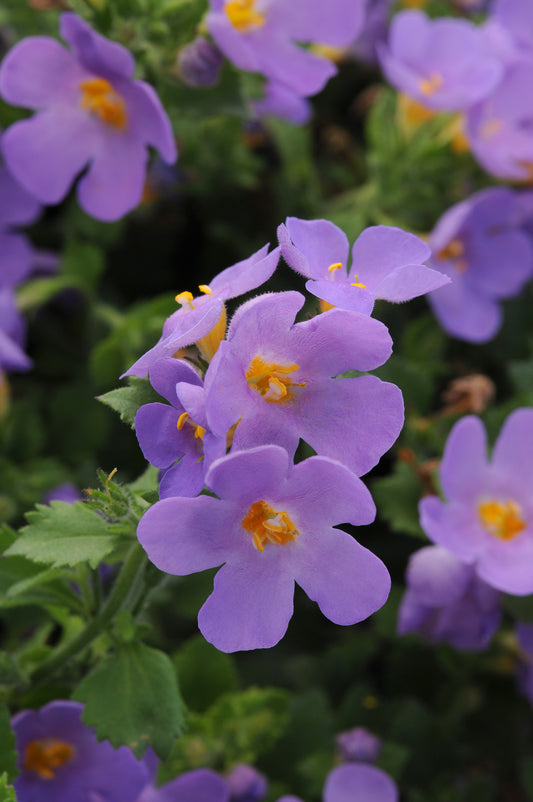 Bacopa Blue Gulliver (5" orange pot)
