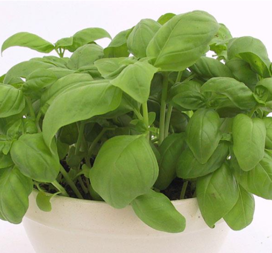 Herb Basil Genovese Dwarf (3.5" pot)