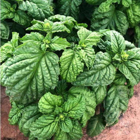 Herb Sweet Mammoth Basil (3.5" pot)