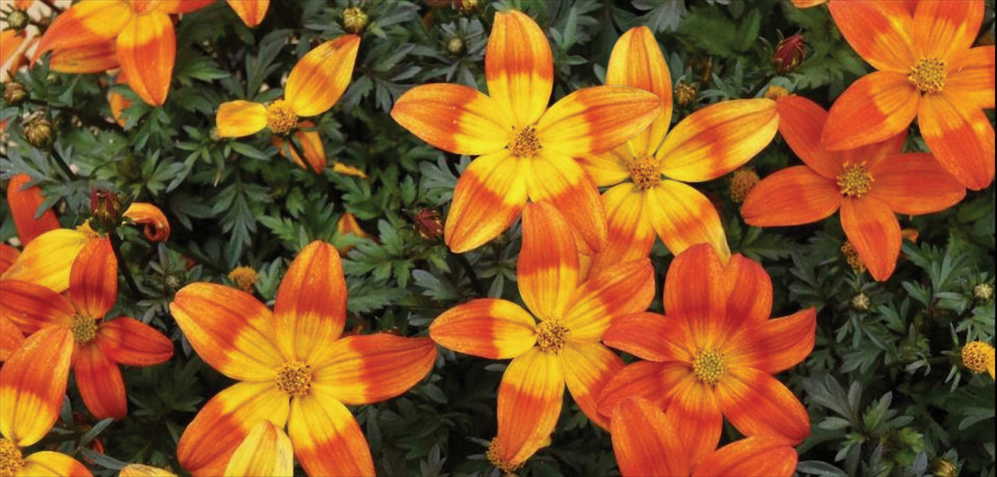 Bidens Bee Alive (5" pot)