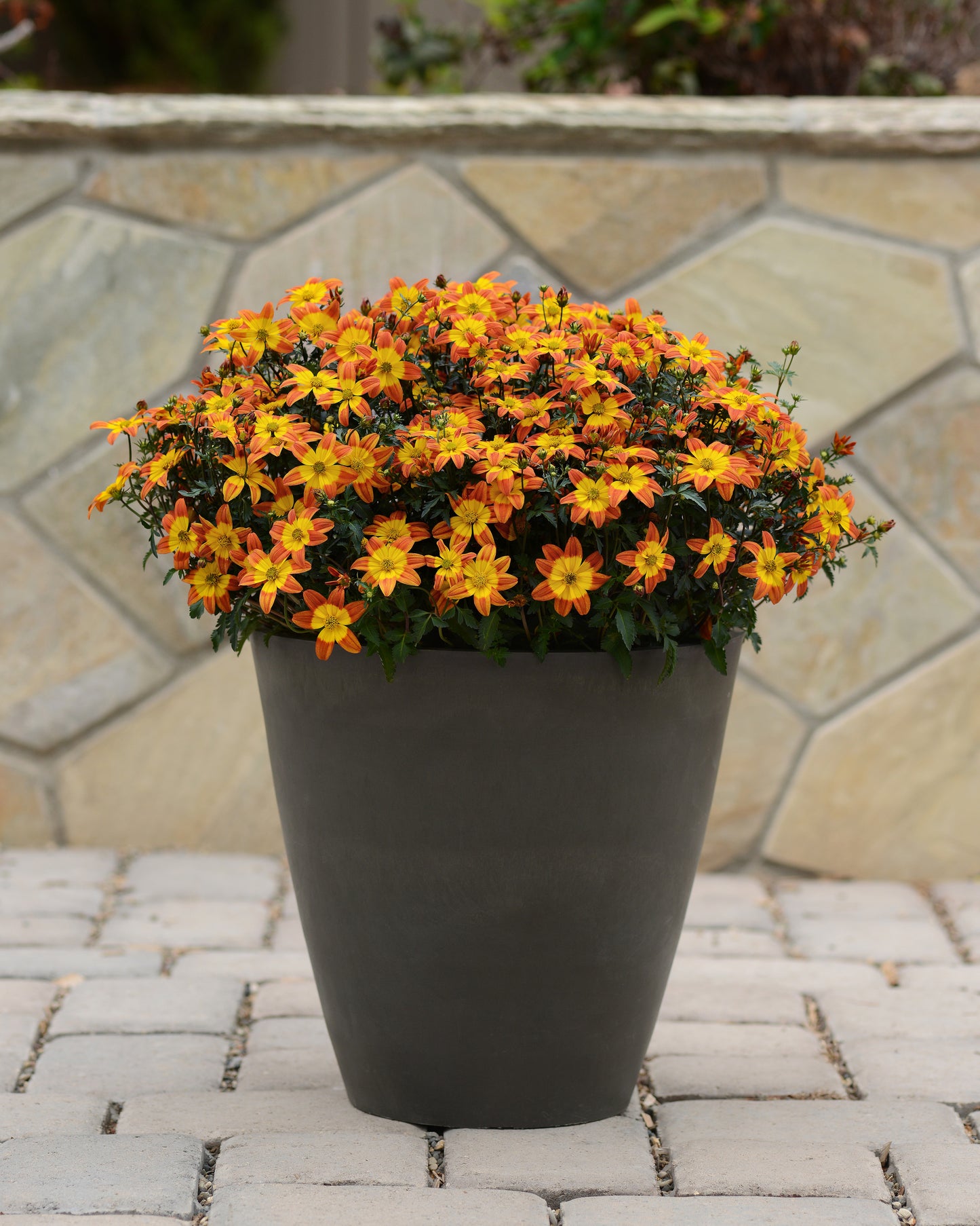 Bidens Bee Alive (5" pot)