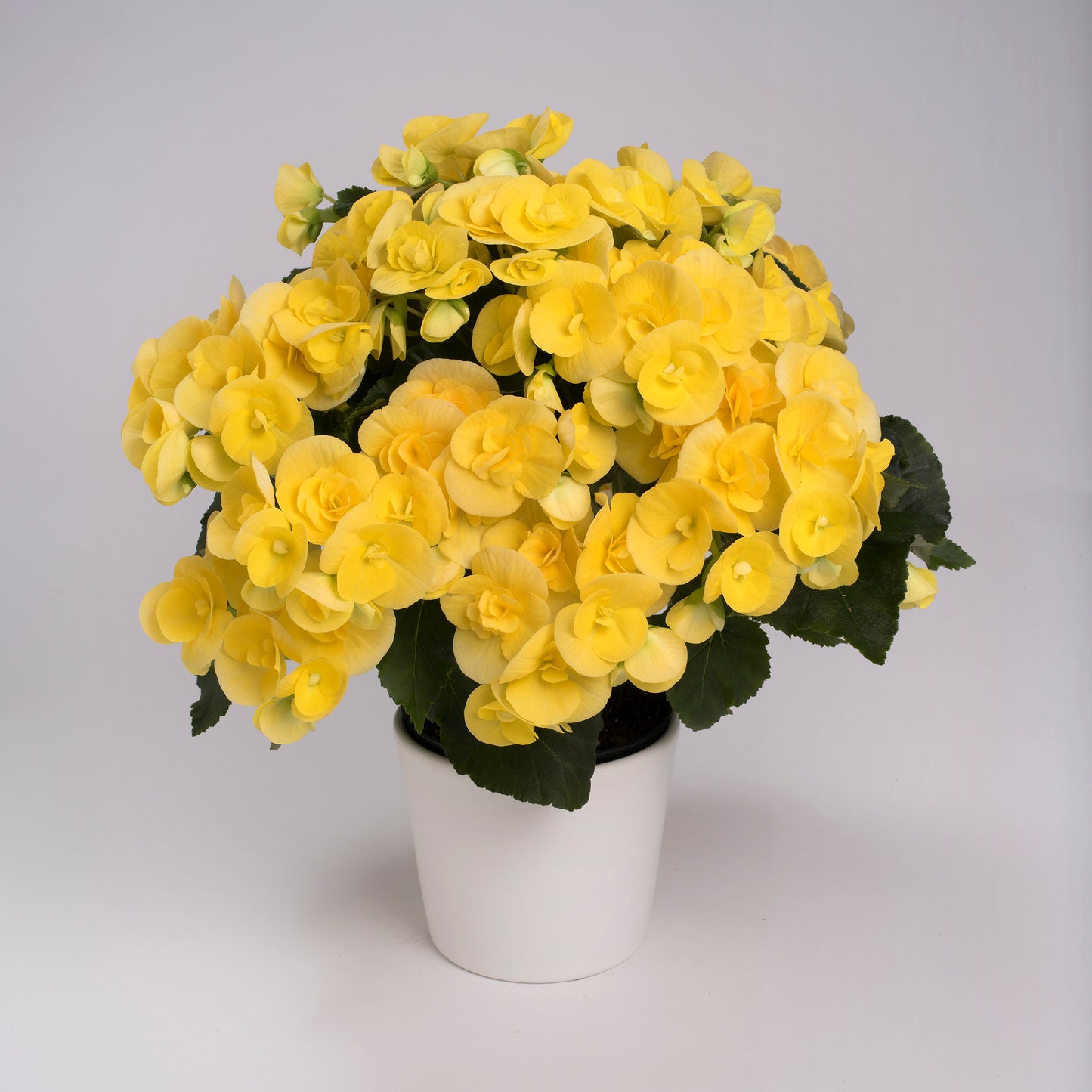Begonia Blitz (6" green pot)