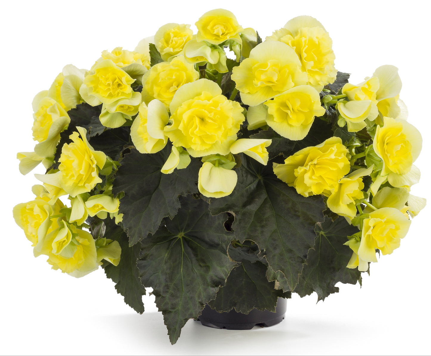 Begonia Solenia Yellow (6" green pot)