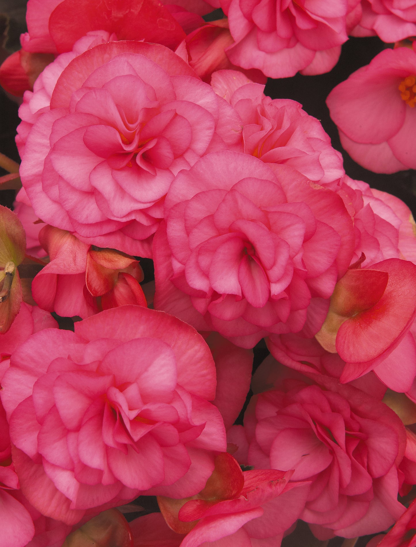 Begonia Solenia Light Pink (6" green pot)