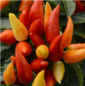 Blaze Ornamental Peppers