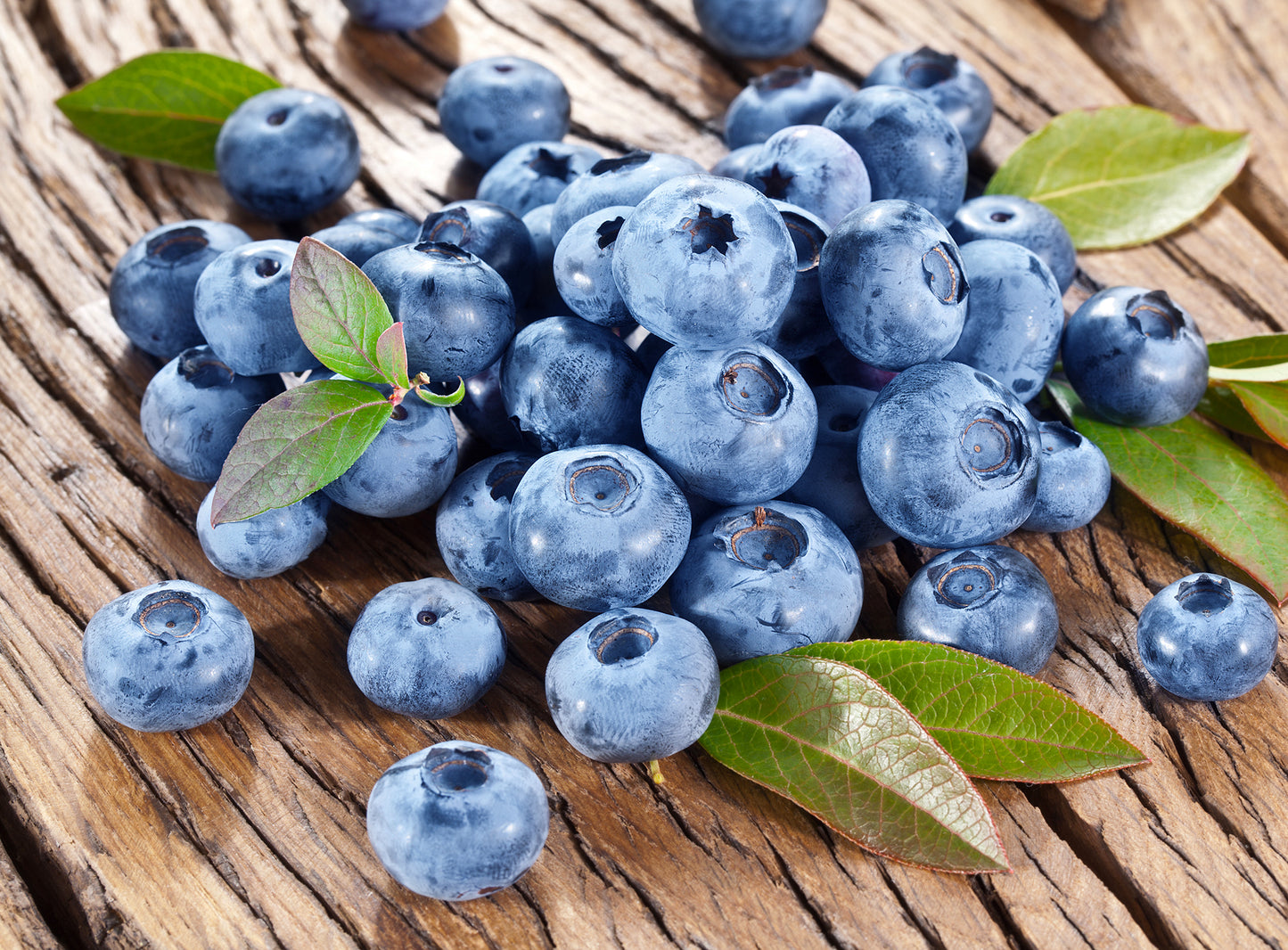Blueberries Bluecrop (7" orange gallon pot)