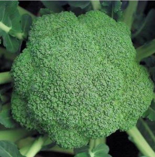 Broccoli Marathon (3-pack)