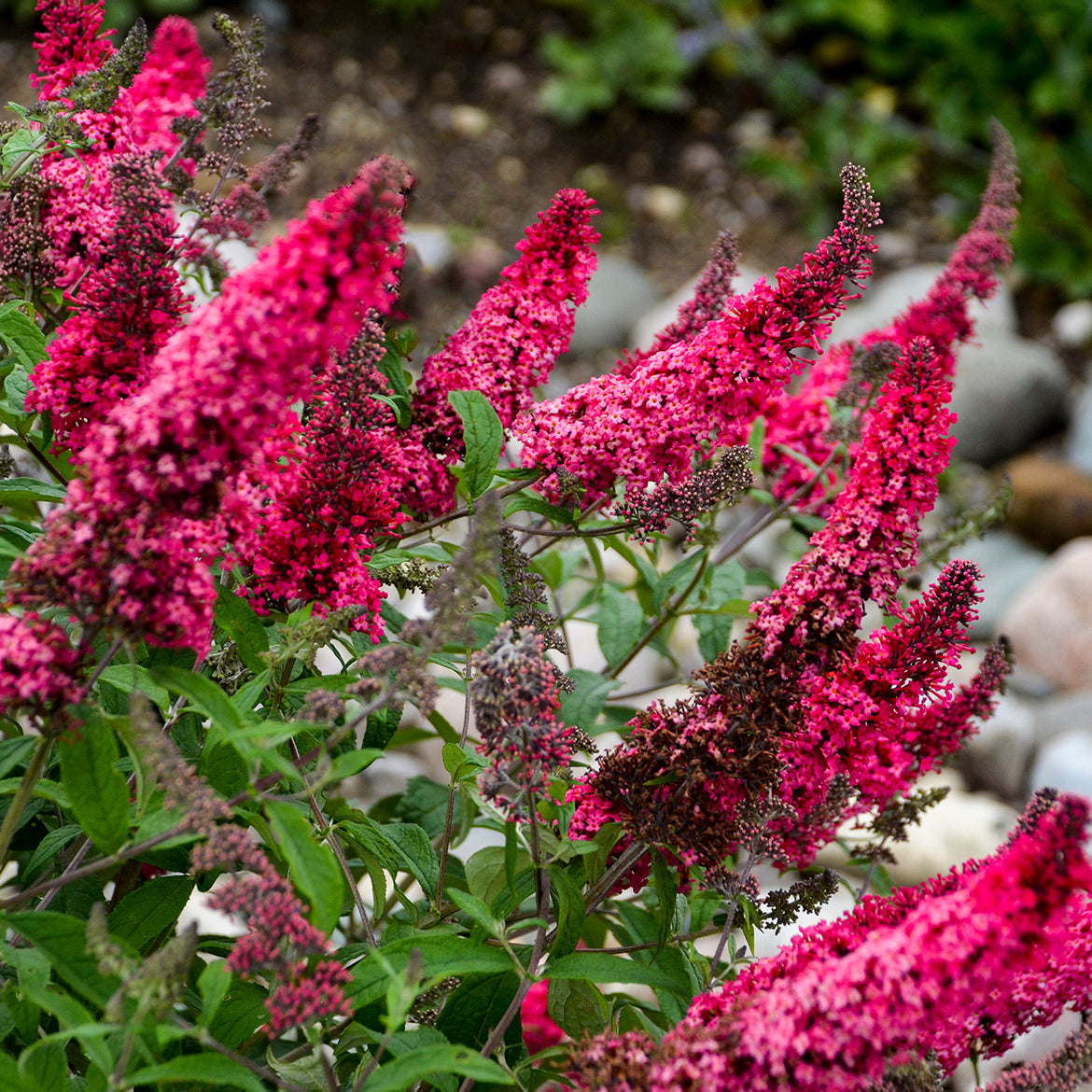 Butterfly Bush Prince Charming (6.5" tall pot)
